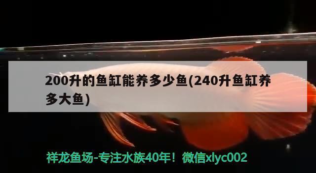 200升的魚缸能養(yǎng)多少魚(240升魚缸養(yǎng)多大魚) 白子銀版魚苗 第1張