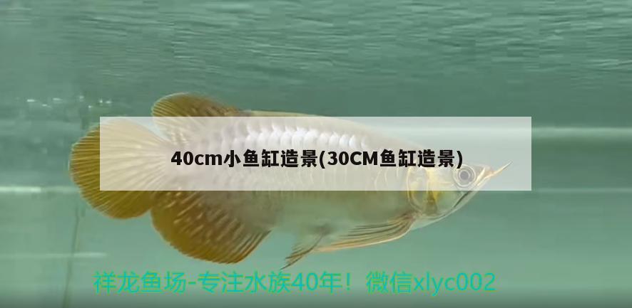 40cm小魚缸造景(30CM魚缸造景)