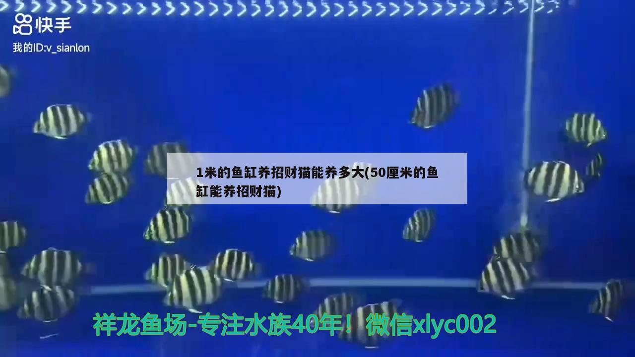 1米的魚缸養(yǎng)招財貓能養(yǎng)多大(50厘米的魚缸能養(yǎng)招財貓)