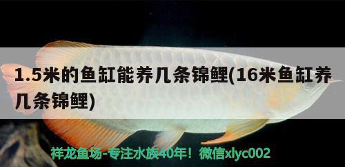 1.5米的魚缸能養(yǎng)幾條錦鯉(16米魚缸養(yǎng)幾條錦鯉)