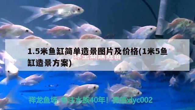 1.5米魚缸簡單造景圖片及價格(1米5魚缸造景方案) 戰(zhàn)車紅龍魚