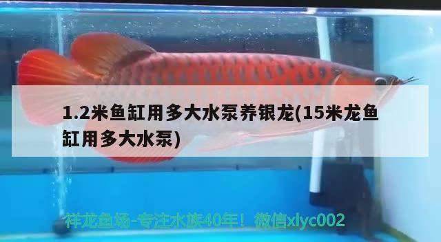 1.2米魚缸用多大水泵養(yǎng)銀龍(15米龍魚缸用多大水泵)