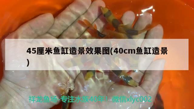 45厘米魚缸造景效果圖(40cm魚缸造景) 泰龐海鰱魚