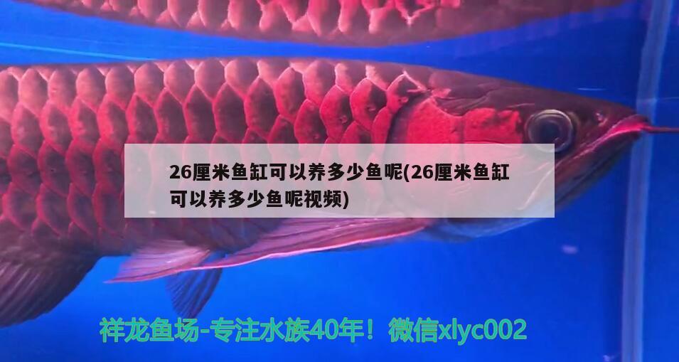 26厘米魚缸可以養(yǎng)多少魚呢(26厘米魚缸可以養(yǎng)多少魚呢視頻)