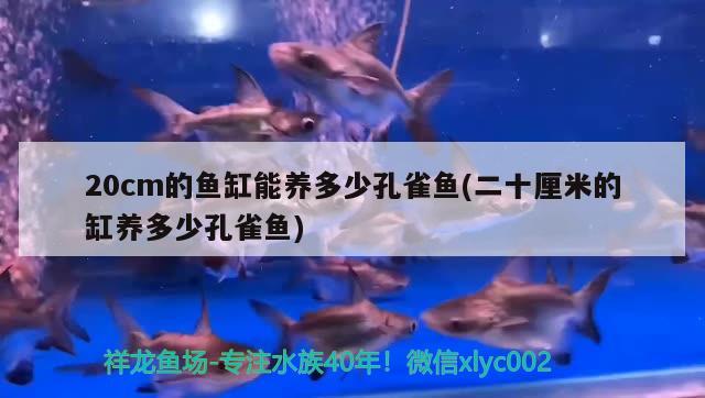 20cm的魚(yú)缸能養(yǎng)多少孔雀魚(yú)(二十厘米的缸養(yǎng)多少孔雀魚(yú))