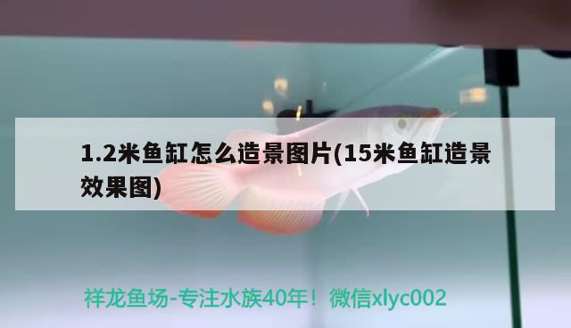 1.2米魚缸怎么造景圖片(15米魚缸造景效果圖) 黑帝王魟魚