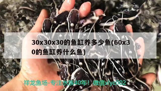 30x30x30的魚缸養(yǎng)多少魚(60x30的魚缸養(yǎng)什么魚) 水族世界