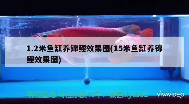 1.2米魚缸養(yǎng)錦鯉效果圖(15米魚缸養(yǎng)錦鯉效果圖)