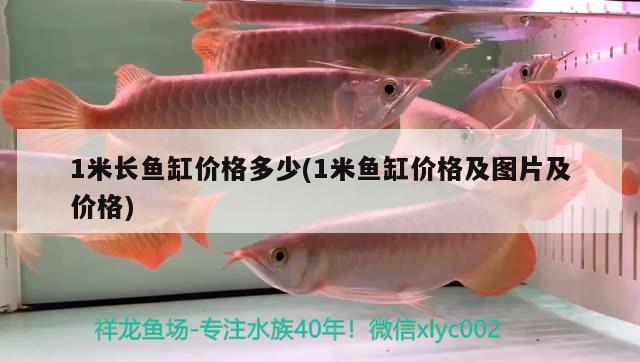 1米長魚缸價(jià)格多少(1米魚缸價(jià)格及圖片及價(jià)格) 白子球鯊魚