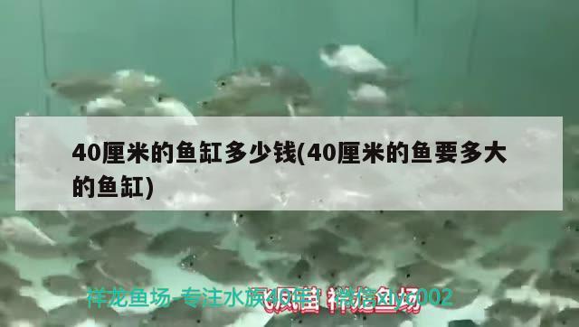 40厘米的魚缸多少錢(40厘米的魚要多大的魚缸)