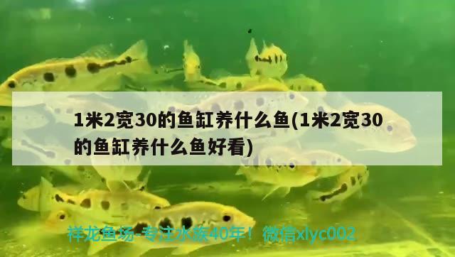 1米2寬30的魚缸養(yǎng)什么魚(1米2寬30的魚缸養(yǎng)什么魚好看) 水族世界