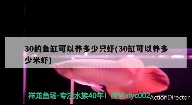 30的魚缸可以養(yǎng)多少只蝦(30缸可以養(yǎng)多少米蝦) 巴卡雷龍魚