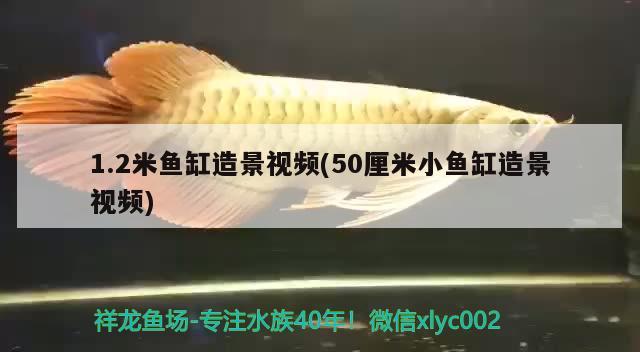 1.2米魚缸造景視頻(50厘米小魚缸造景視頻)