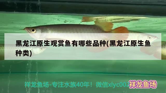 黑龍江原生觀賞魚有哪些品種(黑龍江原生魚種類) 委內(nèi)瑞拉奧里諾三間魚