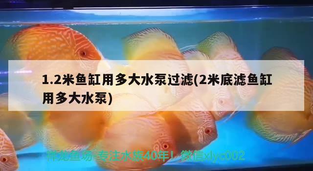 1.2米魚缸用多大水泵過濾(2米底濾魚缸用多大水泵) 斯維尼關(guān)刀魚