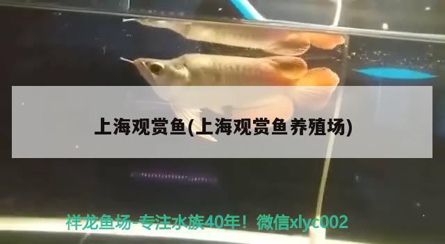 上海觀賞魚(上海觀賞魚養(yǎng)殖場) 黑桃A魚苗