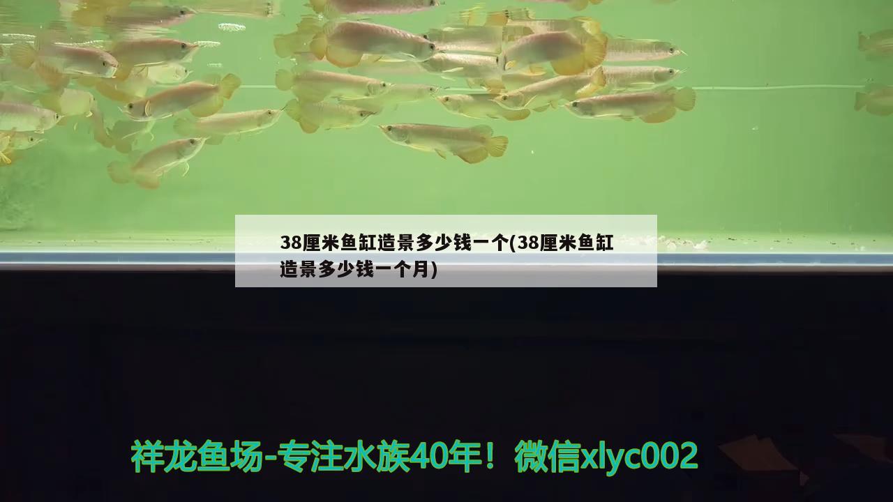 38厘米魚缸造景多少錢一個(gè)(38厘米魚缸造景多少錢一個(gè)月) 金三間魚