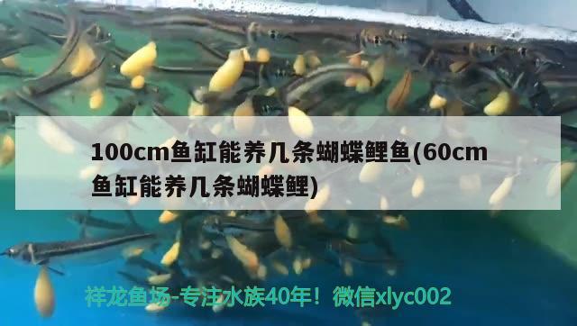 100cm魚缸能養(yǎng)幾條蝴蝶鯉魚(60cm魚缸能養(yǎng)幾條蝴蝶鯉)