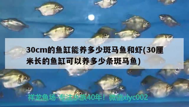 30cm的魚缸能養(yǎng)多少斑馬魚和蝦(30厘米長(zhǎng)的魚缸可以養(yǎng)多少條斑馬魚)