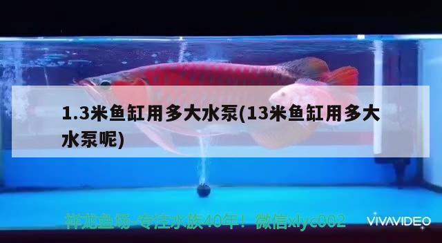 1.3米魚缸用多大水泵(13米魚缸用多大水泵呢) 蝴蝶鯉魚苗