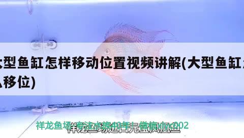 大型魚缸怎樣移動位置視頻講解(大型魚缸怎么移位) 巴西亞魚