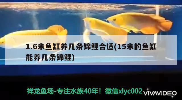 1.6米魚(yú)缸養(yǎng)幾條錦鯉合適(15米的魚(yú)缸能養(yǎng)幾條錦鯉)