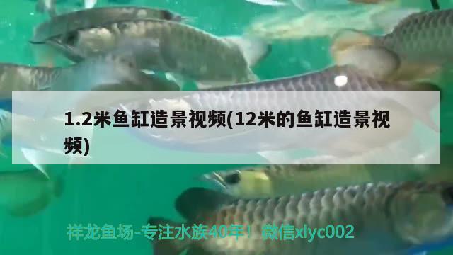 1.2米魚缸造景視頻(12米的魚缸造景視頻)