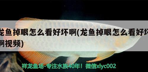 龍魚掉眼怎么看好壞啊(龍魚掉眼怎么看好壞啊視頻)