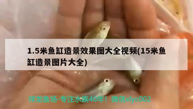 1.5米魚缸造景效果圖大全視頻(15米魚缸造景圖片大全)