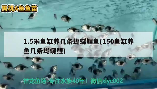 1.5米魚(yú)缸養(yǎng)幾條蝴蝶鯉魚(yú)(150魚(yú)缸養(yǎng)魚(yú)幾條蝴蝶鯉) 蝴蝶鯉 第1張