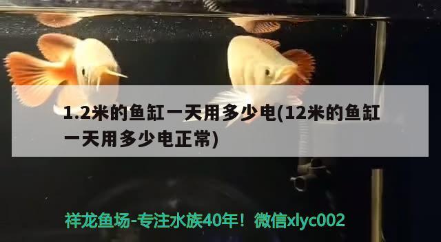 1.2米的魚缸一天用多少電(12米的魚缸一天用多少電正常) 過背金龍魚 第2張