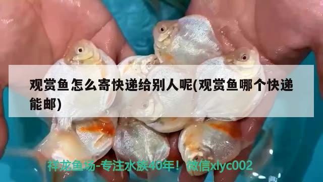 觀(guān)賞魚(yú)怎么寄快遞給別人呢(觀(guān)賞魚(yú)哪個(gè)快遞能郵)