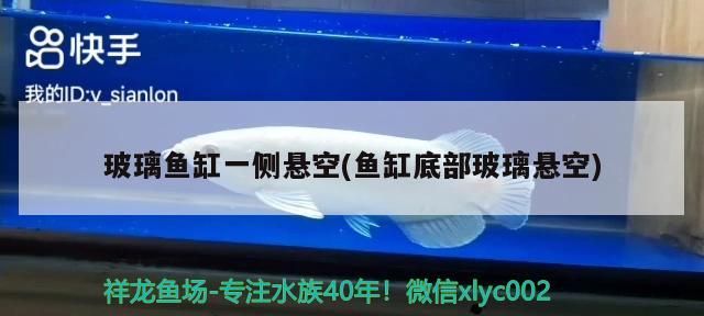 玻璃魚缸一側(cè)懸空(魚缸底部玻璃懸空) 黃金招財貓魚