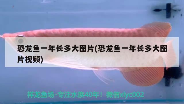 恐龍魚一年長多大圖片(恐龍魚一年長多大圖片視頻) 蝴蝶鯉