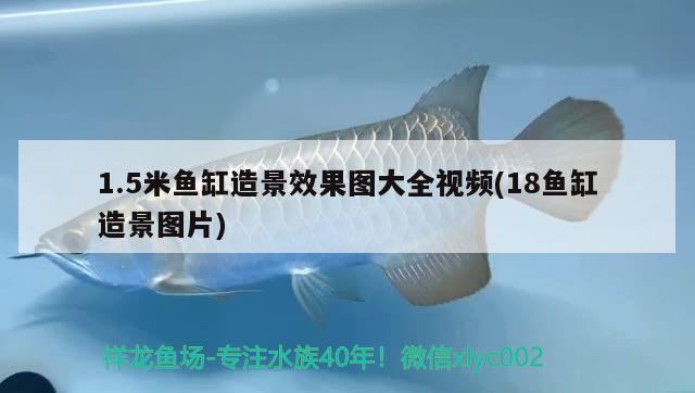 1.5米魚缸造景效果圖大全視頻(18魚缸造景圖片)