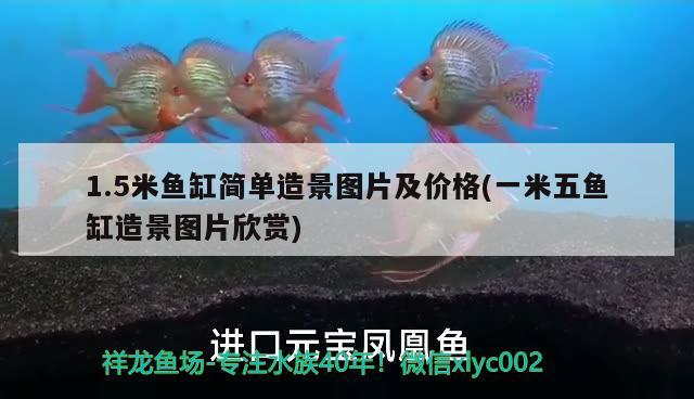 1.5米魚缸簡單造景圖片及價格(一米五魚缸造景圖片欣賞) 黃金夢幻雷龍魚