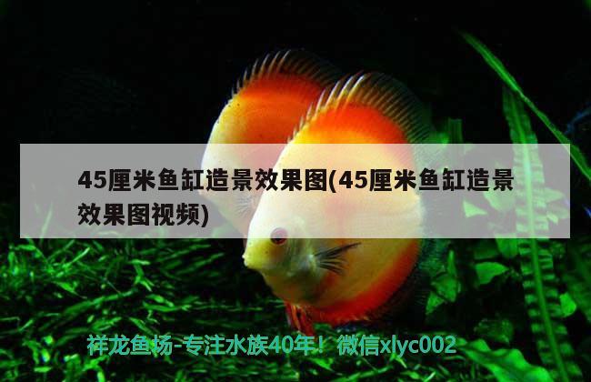 45厘米魚(yú)缸造景效果圖(45厘米魚(yú)缸造景效果圖視頻) 印尼虎苗