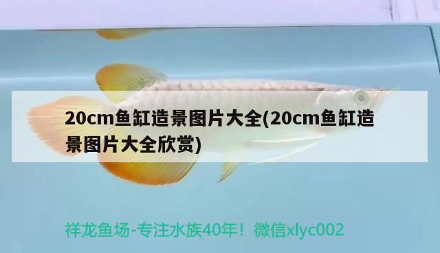 20cm魚缸造景圖片大全(20cm魚缸造景圖片大全欣賞)