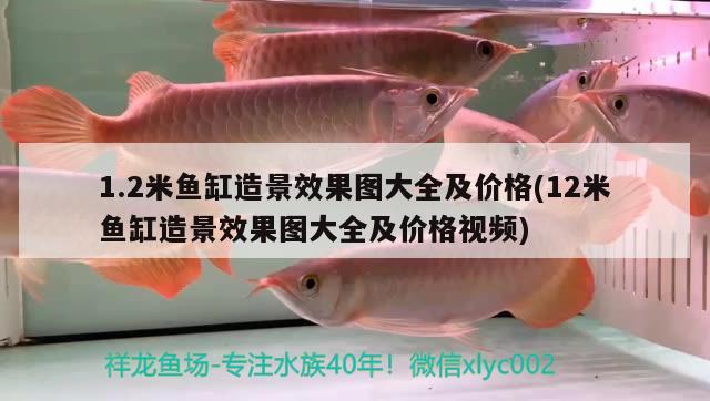 1.2米魚缸造景效果圖大全及價格(12米魚缸造景效果圖大全及價格視頻) 白子關(guān)刀魚 第2張