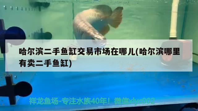 哈爾濱二手魚缸交易市場在哪兒(哈爾濱哪里有賣二手魚缸) 申古三間魚