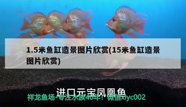 1.5米魚缸造景圖片欣賞(15米魚缸造景圖片欣賞) 帝王三間魚