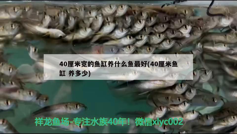 40厘米寬的魚缸養(yǎng)什么魚最好(40厘米魚缸養(yǎng)多少)