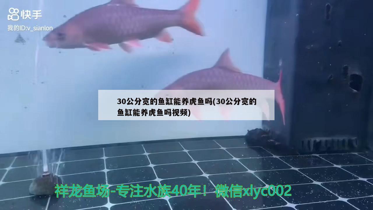 30公分寬的魚缸能養(yǎng)虎魚嗎(30公分寬的魚缸能養(yǎng)虎魚嗎視頻) 虎魚百科