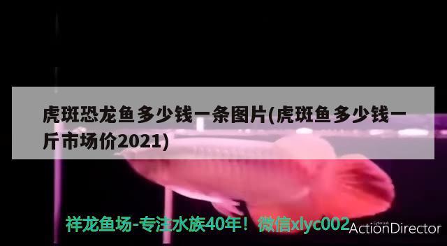 虎斑恐龍魚多少錢一條圖片(虎斑魚多少錢一斤市場價2021) 虎斑恐龍魚