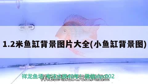 1.2米魚缸背景圖片大全(小魚缸背景圖)