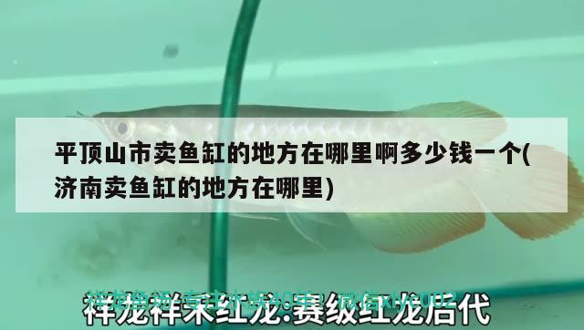 平頂山市賣魚缸的地方在哪里啊多少錢一個(濟南賣魚缸的地方在哪里) ?；?異型虎魚/純色虎魚