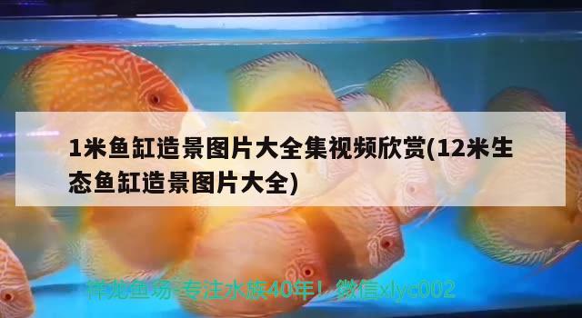 1米魚缸造景圖片大全集視頻欣賞(12米生態(tài)魚缸造景圖片大全) 魚缸水質(zhì)穩(wěn)定劑