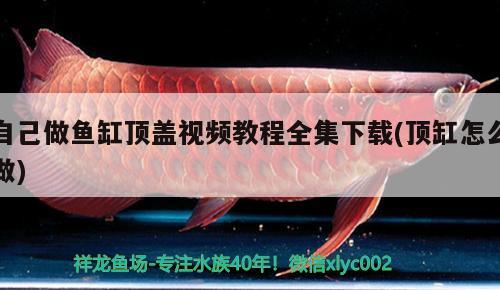 自己做魚缸頂蓋視頻教程全集下載(頂缸怎么做) 觀賞魚批發(fā)