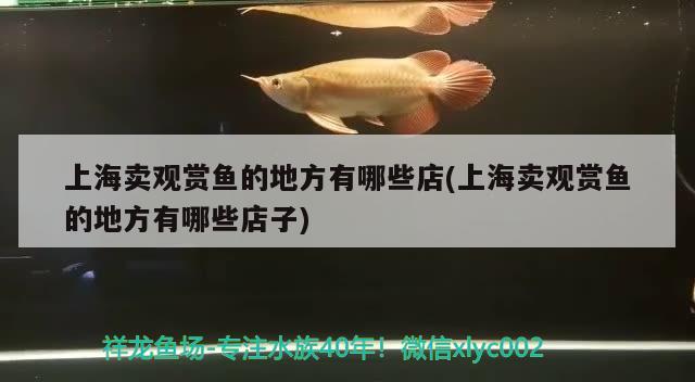 上海賣觀賞魚(yú)的地方有哪些店(上海賣觀賞魚(yú)的地方有哪些店子) 稀有金龍魚(yú)