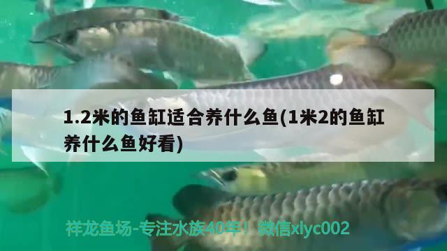 1.2米的魚缸適合養(yǎng)什么魚(1米2的魚缸養(yǎng)什么魚好看) 一眉道人魚苗